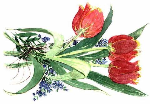 Tulips & Forget-Me-Nots