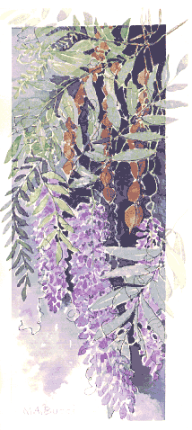 My Mother's Wisteria