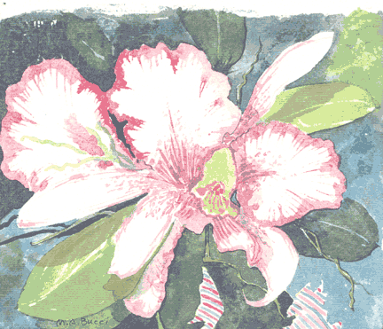 Orchid